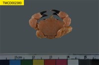 藏品(拉馬克近扇蟹)的圖片